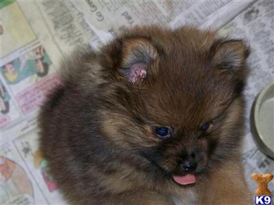 AKC CHRISTMAS POM PUPPIES FOR SALE